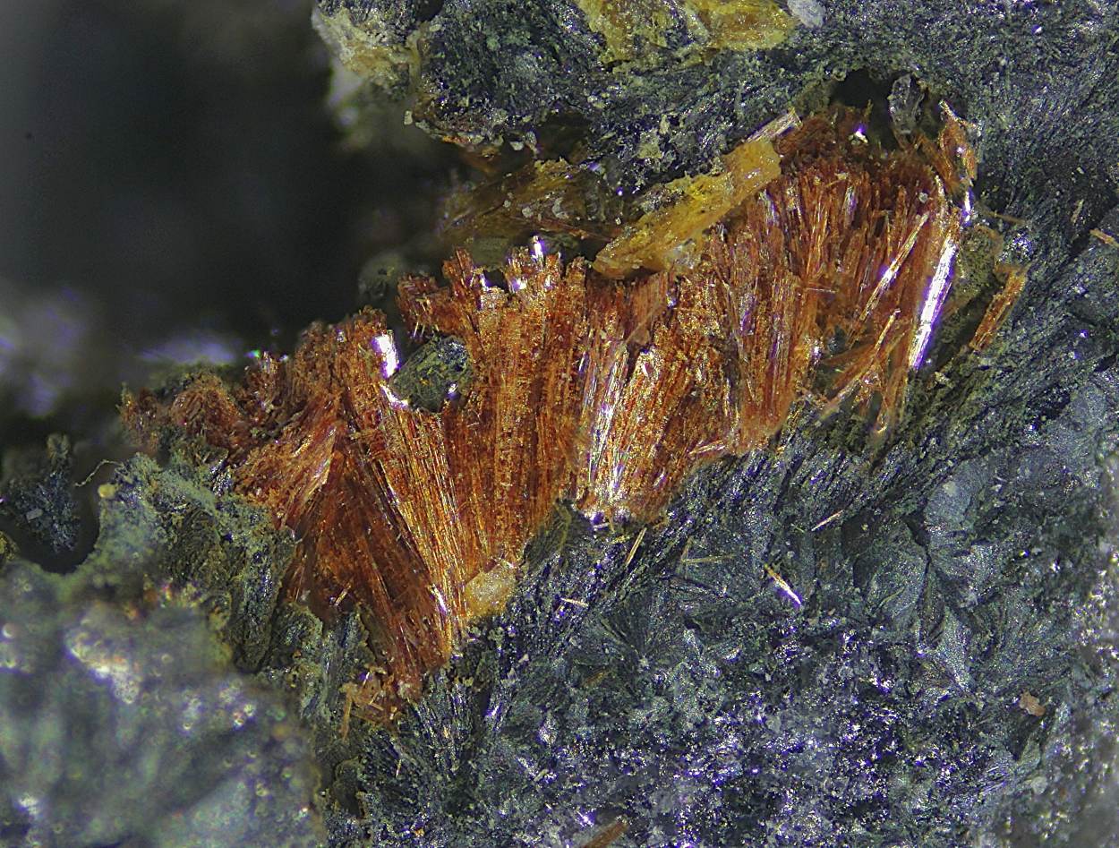 Wildenauerite