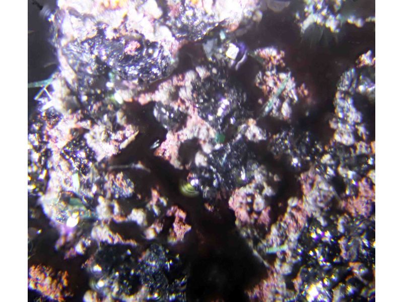 Eddavidite