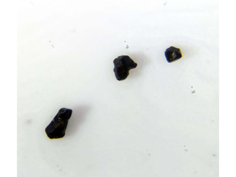 Priderite