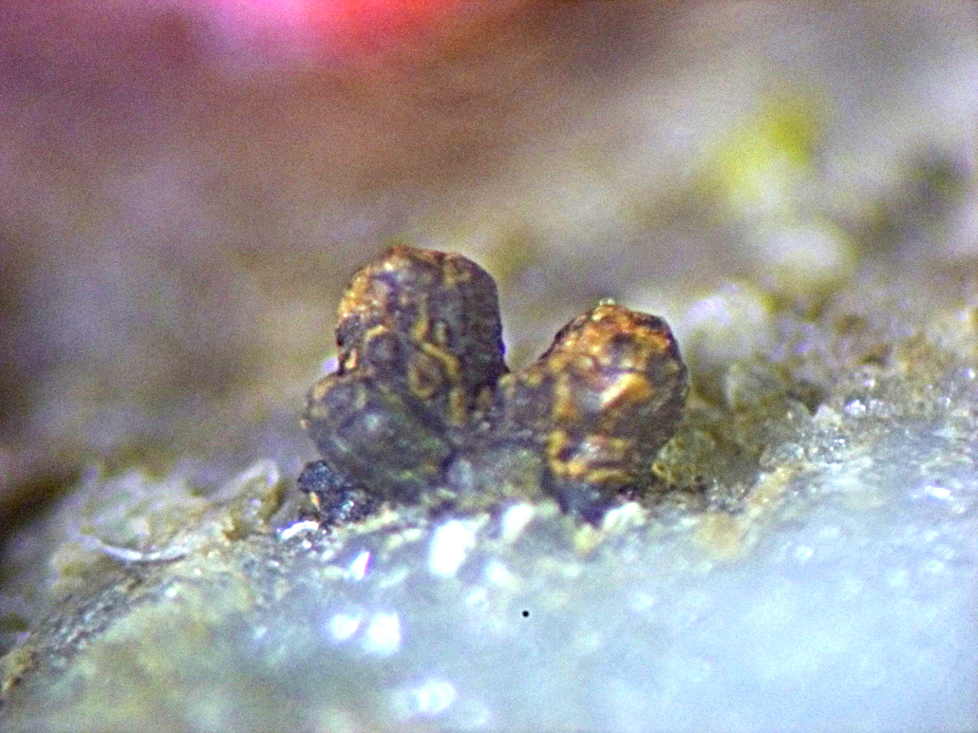 Albertiniite