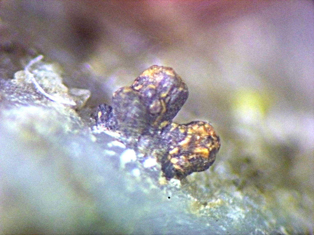 Albertiniite