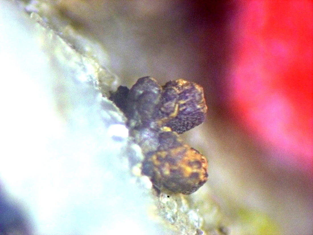 Albertiniite