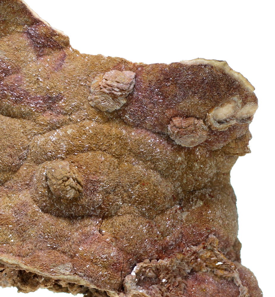 Dolomite Shell