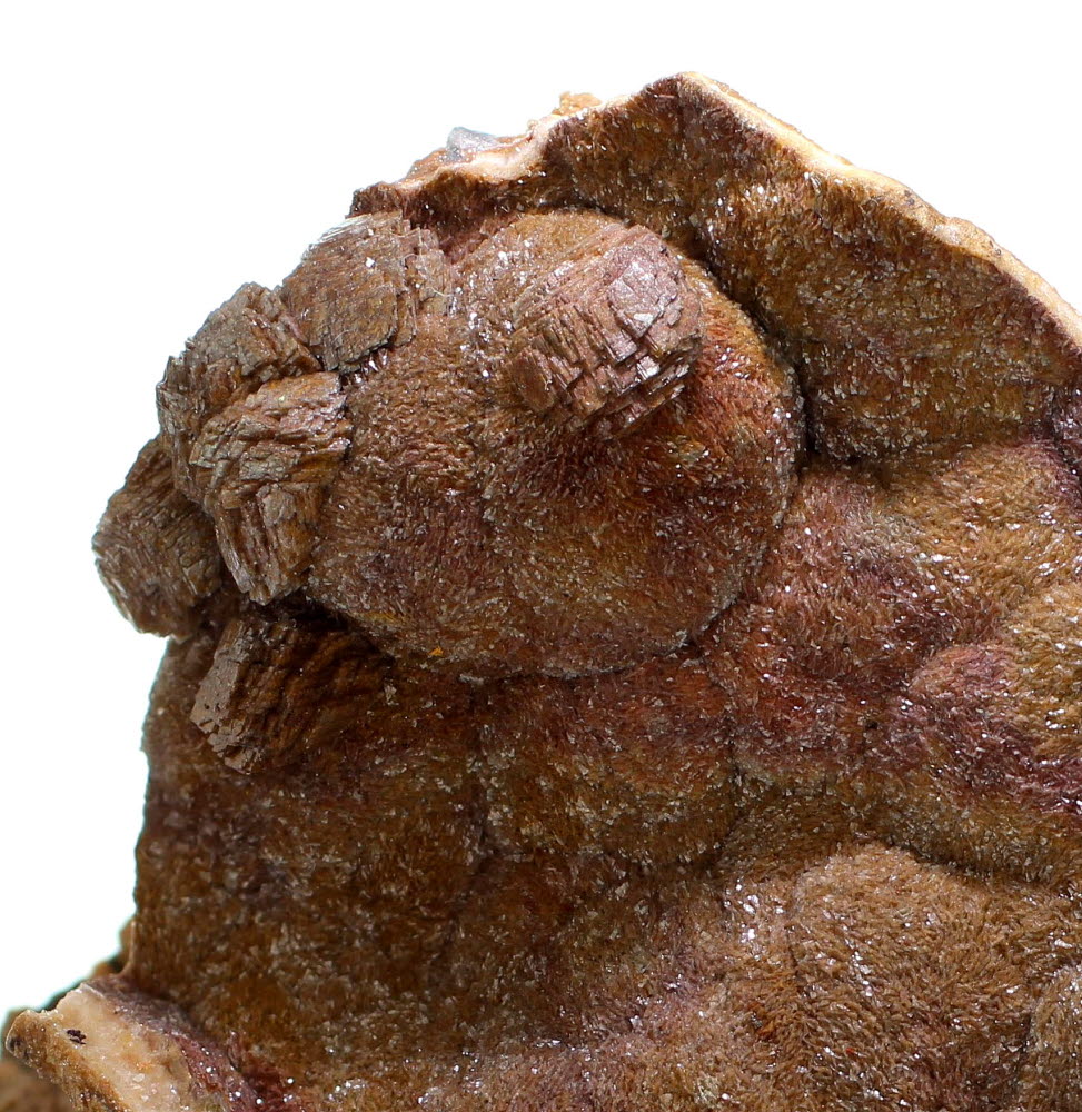 Dolomite Shell