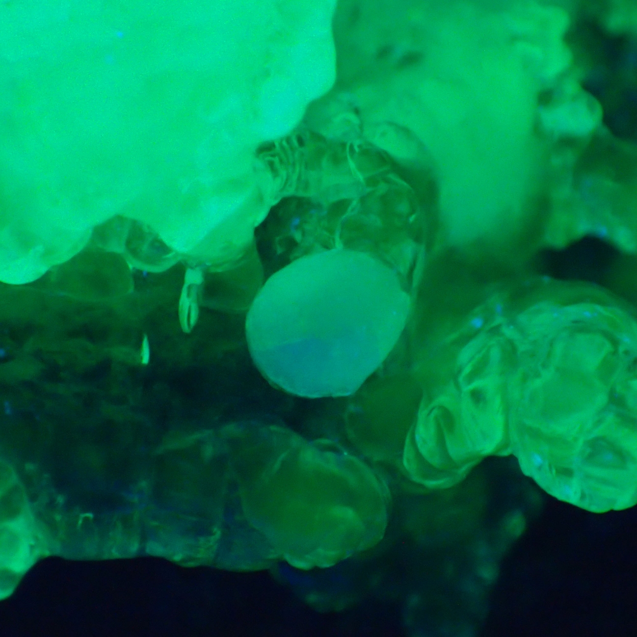 Hyalite & Aragonite