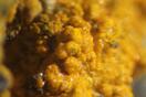 Album: Decavanadate Minerals Unplugged