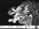Album: Analytical Investigations - Weishanite, a new mineral for the Keystone mine, Magnolia District, Colorado, USA