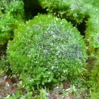 Pyromorphite