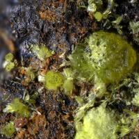 Grimselite & Čejkaite