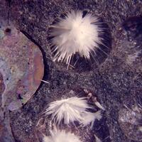Picropharmacolite