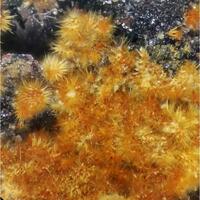 Karibibite