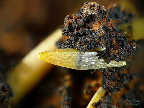 Mineral Images Only: Wulfenite