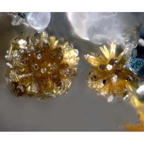 Engelhauptite