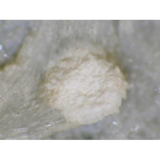 Tacharanite & Gonnardite