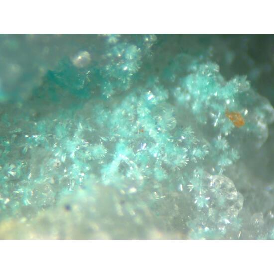 Steverustite Caledonite & Susannite