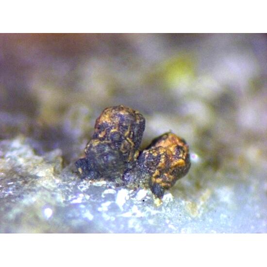 Albertiniite