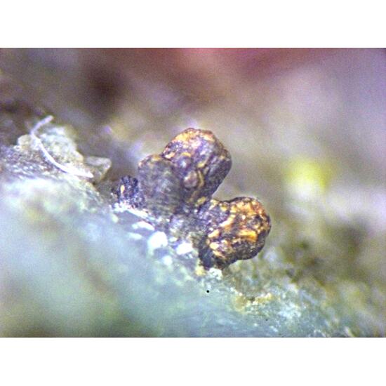 Albertiniite