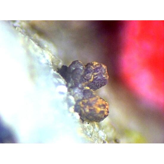Albertiniite