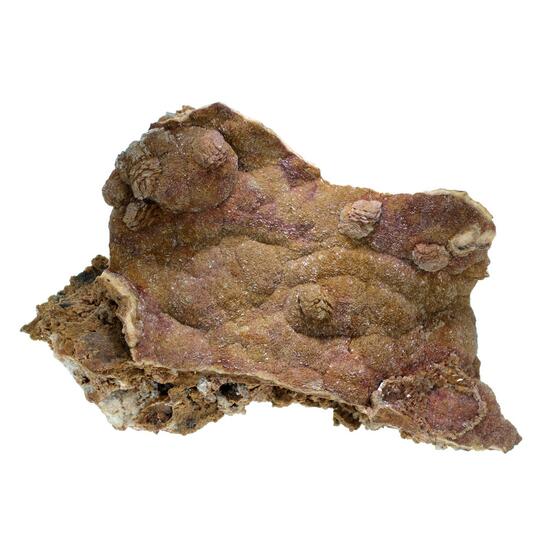Dolomite Shell