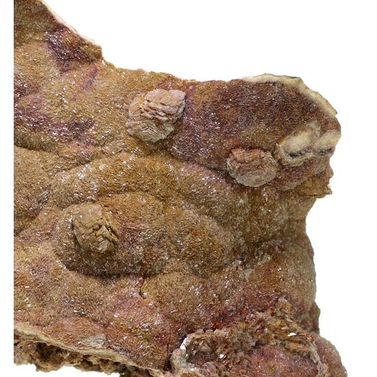 Dolomite Shell