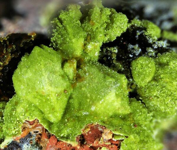 Content image: Very Unusual Pseudomorph