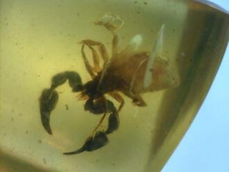 Photos: Bugs In Amber